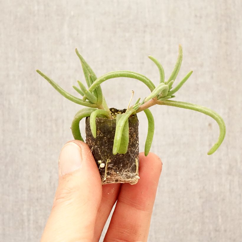 Spécimen de Delosperma Royal Ranger Red Mini-motte Ø 3/4 cm tel que livré au printemps