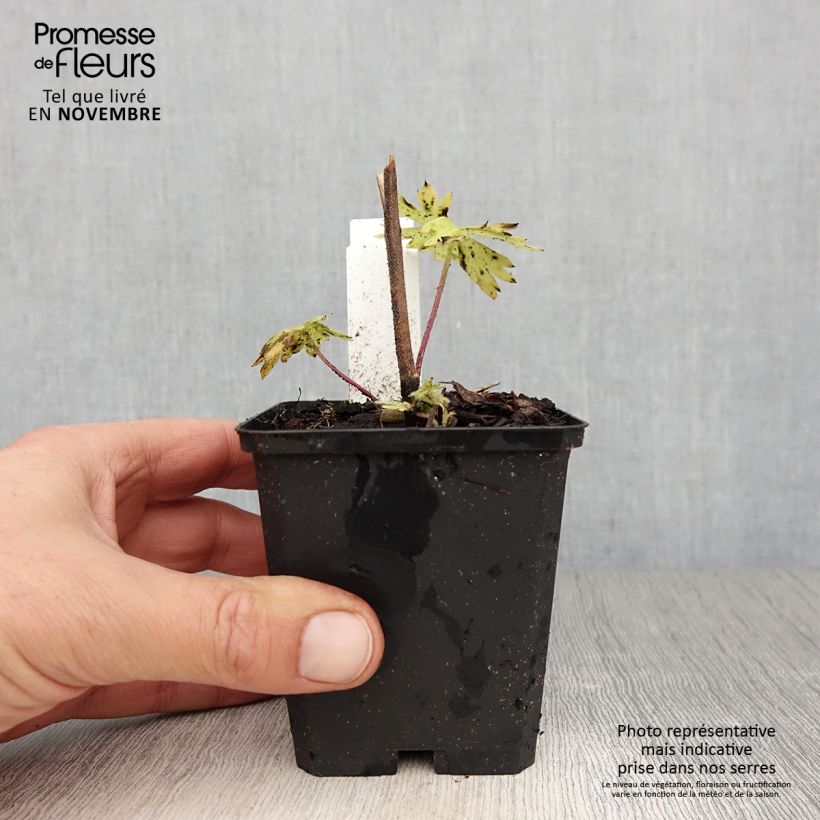 Spécimen de Delphinium belladonna Kleine Nachtmusik - Pied d'Alouette vivace Godet de 8/9 cm tel que livré en automne