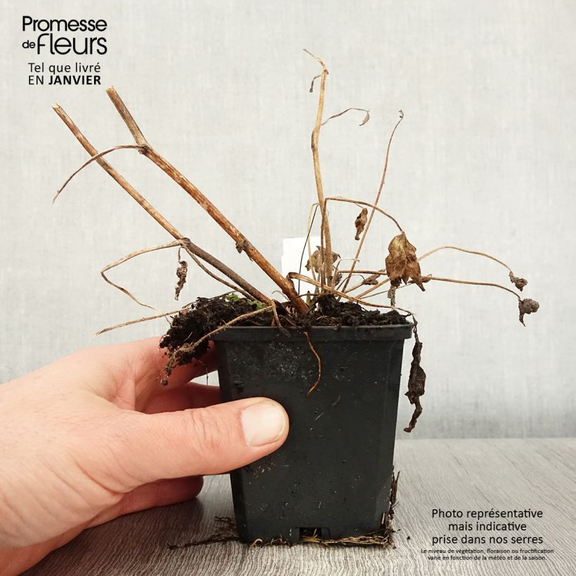 Spécimen de Delphinium Dark Blue-White Bee - Pied d'Alouette vivace Godet de 8/9 cm tel que livré en hiver