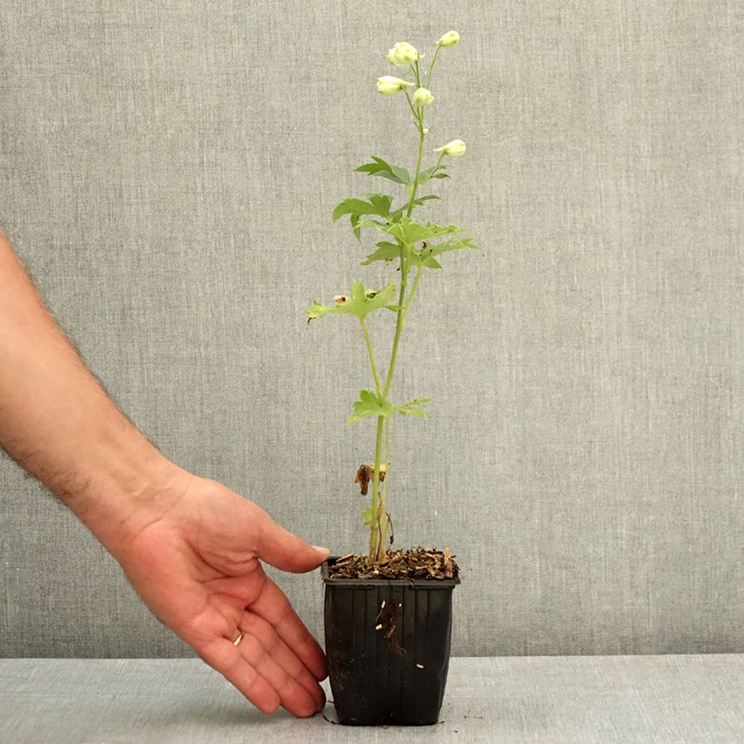 Spécimen de Delphinium elatum Double Innocence - Pied d'alouette vivace Godet de 8/9 cm tel que livré en été