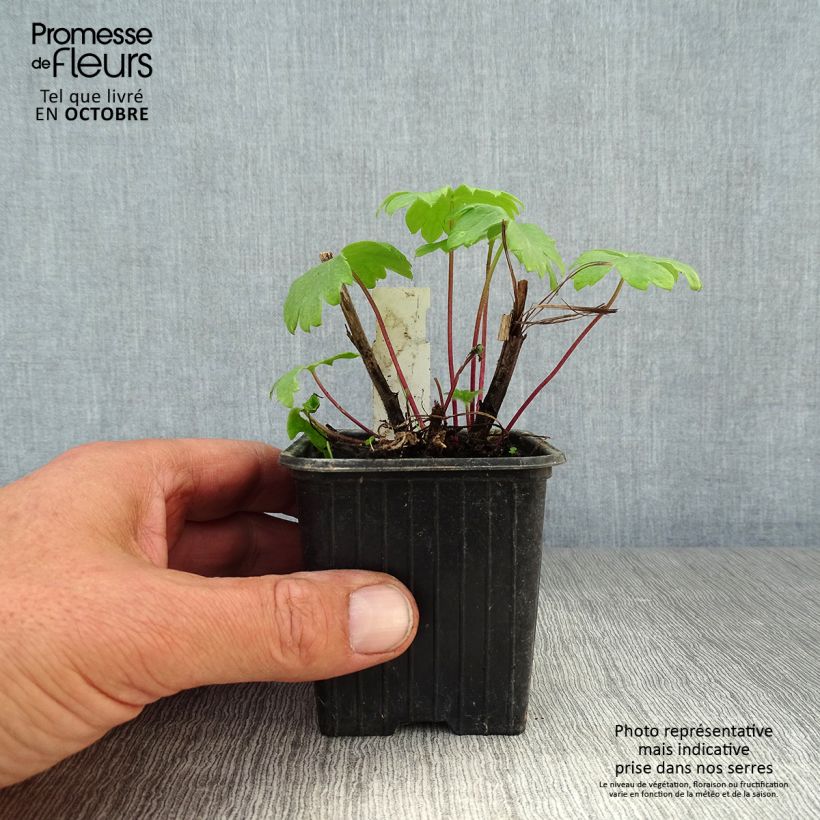 Spécimen de Delphinium Highlander Bolero - Pied d'alouette vivace Godet de 8/9 cm tel que livré en automne