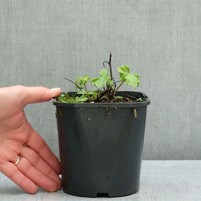 Spécimen de Delphinium Highlander Bolero - Pied d'alouette vivace Pot de 2L/3L tel que livré en automne