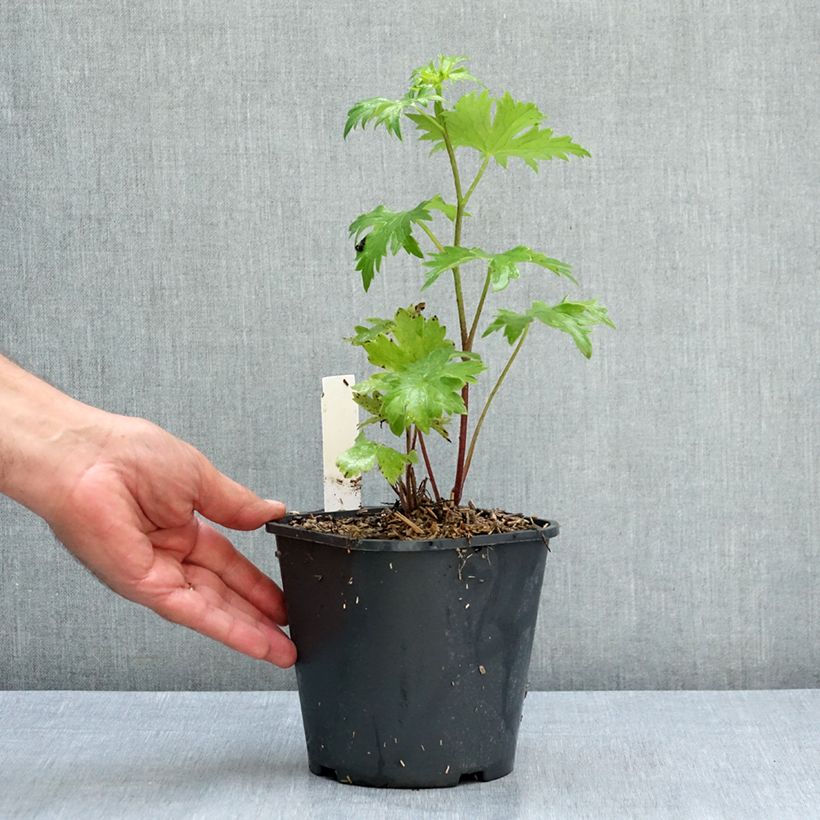 Spécimen de Delphinium Highlander Bolero - Pied d'alouette vivace Pot de 2L/3L tel que livré en été