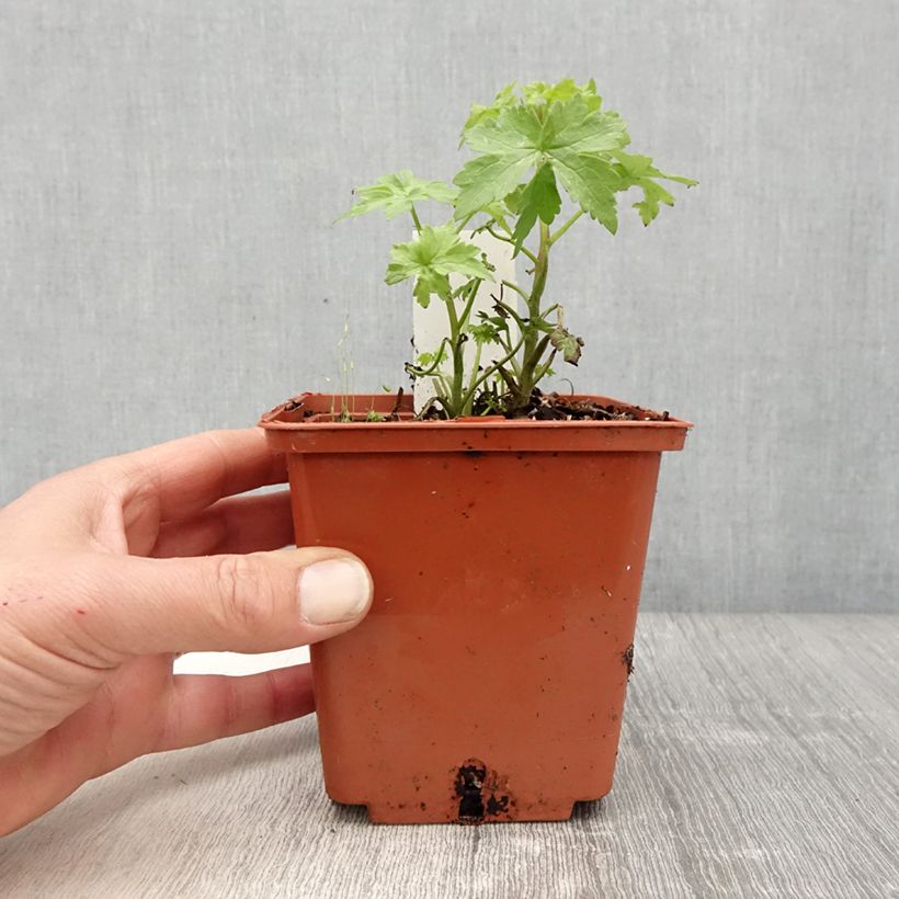 Amostra de Delphinium Highlander Cha Cha Vaso de 1 L/1,5 L tal como entregue na primavera