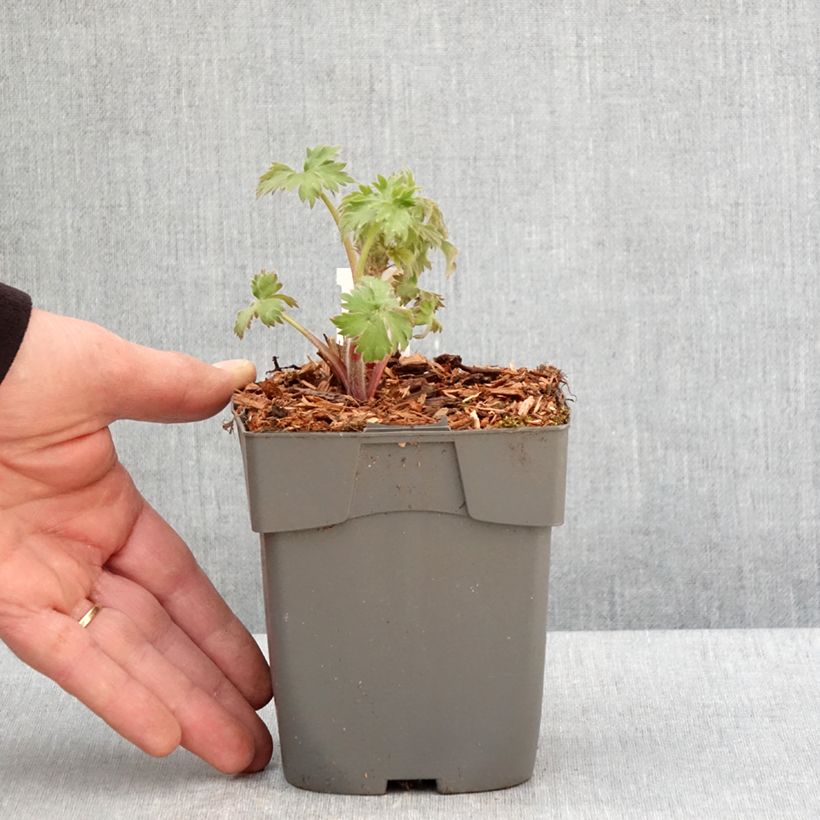 Exemplar von Hoher Rittersporn Highlander Samba - Delphinium Kleine Töpfe von 8/9 cm wie im Frühjahr geliefert