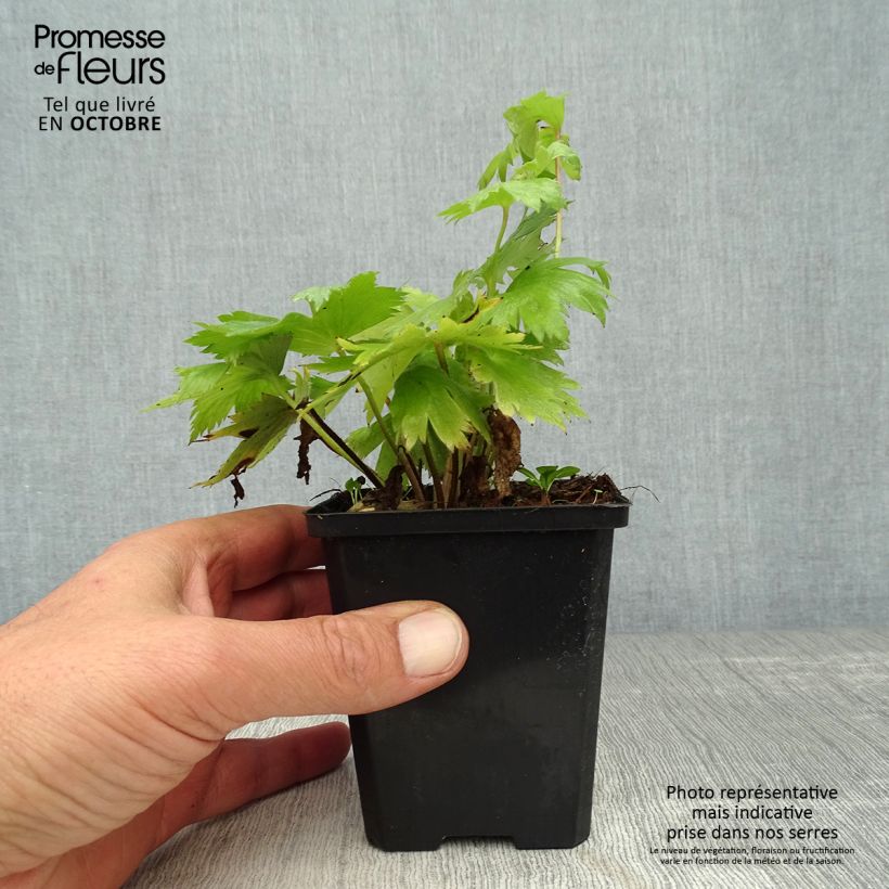 Spécimen de Delphinium Pacific Astolat - Pied d'Alouette vivace Godet de 8/9 cm tel que livré en automne