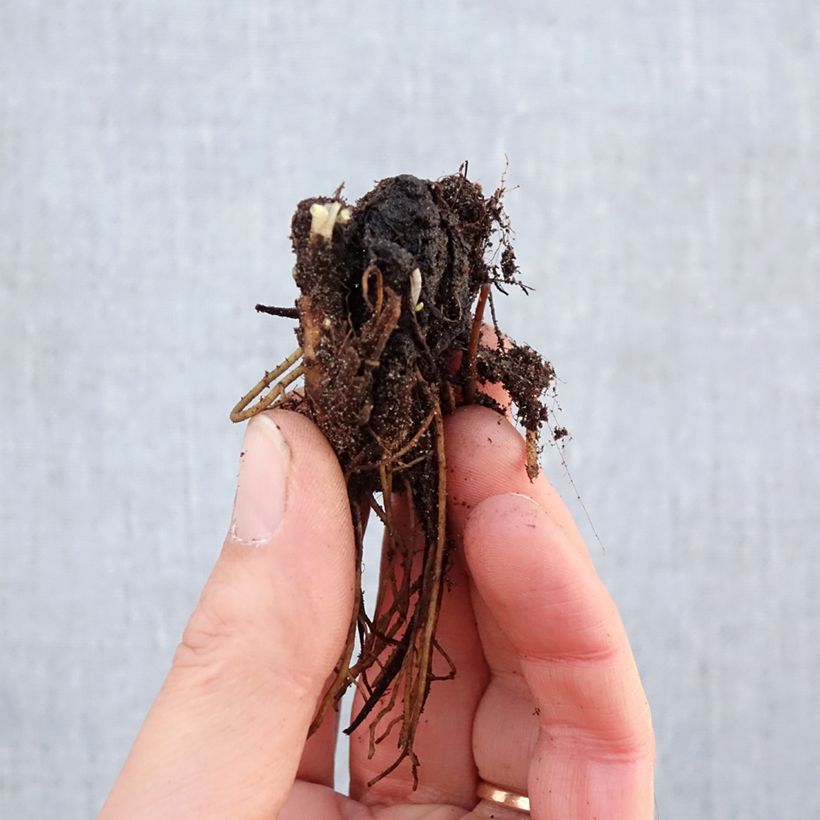 Spécimen de Delphinium Pacific Astolat - Pied d'Alouette vivace Racines nues tel que livré en hiver