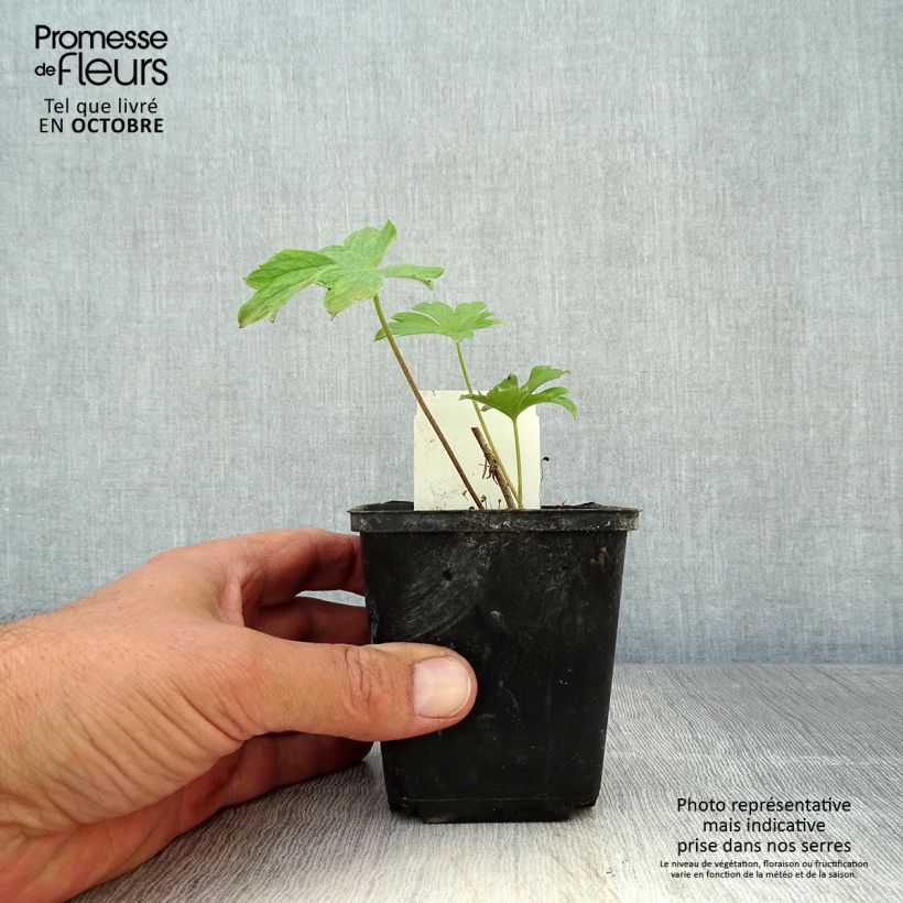 Spécimen de Delphinium Pacific King Arthur - Pied d'Alouette vivace Godet de 7/8 cm tel que livré en automne
