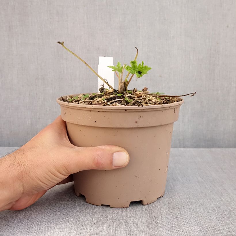 Spécimen de Delphinium Pacific King Arthur - Pied d'Alouette vivace Pot de 2L/3L tel que livré en automne