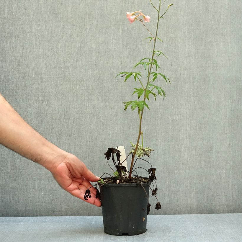 Spécimen de Delphinium ruysii Pink Sensation - Pied d'Alouette vivace Pot de 2L/3L tel que livré en automne