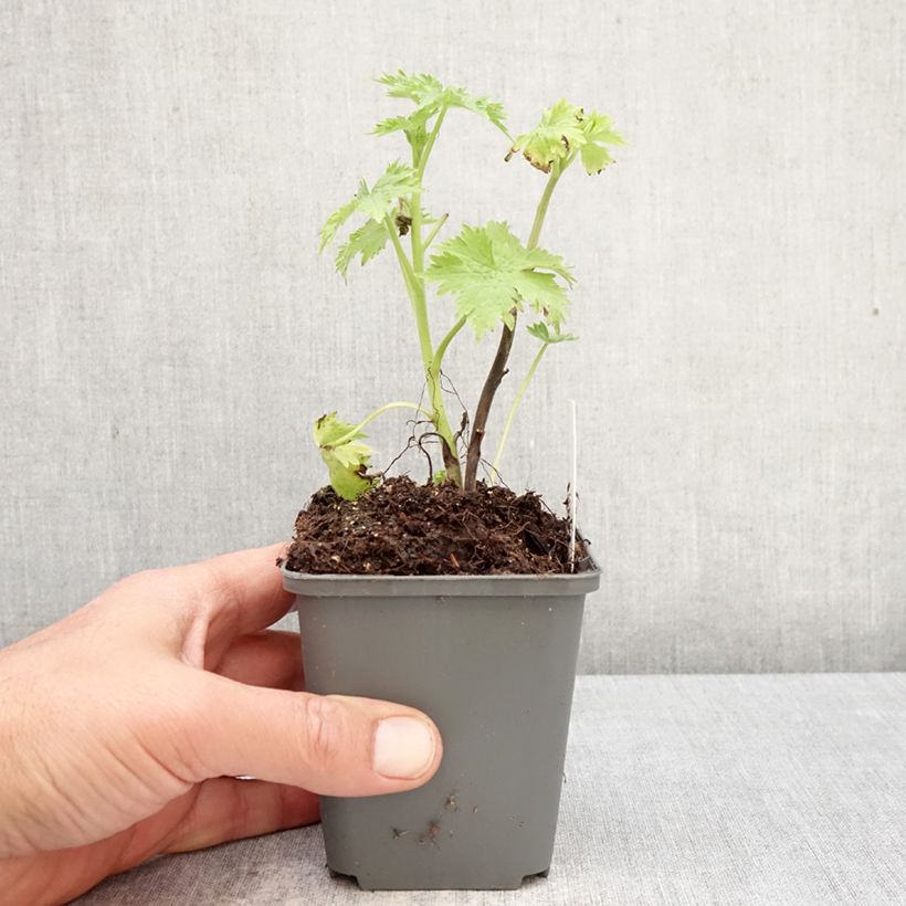 Spécimen de Delphinium Sky Blue-White Bee - Pied d'Alouette vivace Godet de 8/9 cm tel que livré au printemps