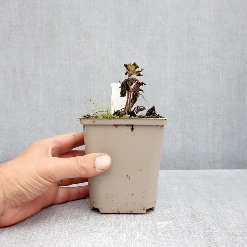 Spécimen de Delphinium Strawberry Fair, Pied d Alouette Godet de 8/9 cm tel que livré en automne
