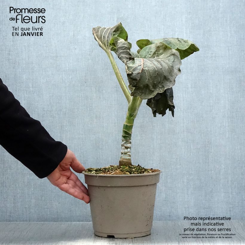 Spécimen de Dendroseris litoralis (littoralis) - Arbre chou  Pot de 4L/5L tel que livré en hiver