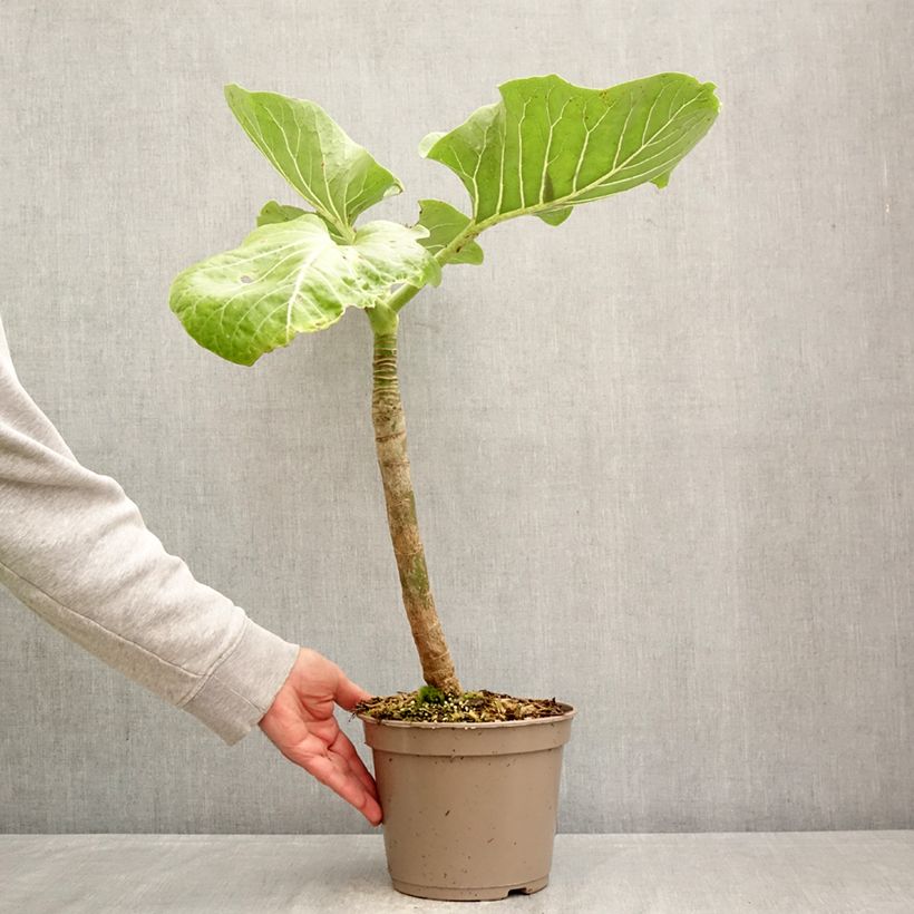 Spécimen de Dendroseris litoralis (littoralis) - Arbre chou  Pot de 4L/5L tel que livré au printemps