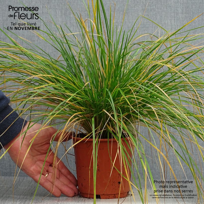 Spécimen de Deschampsia cespitosa Bronzeschleier - Canche cespiteuse Pot de 2L/3L tel que livré en automne