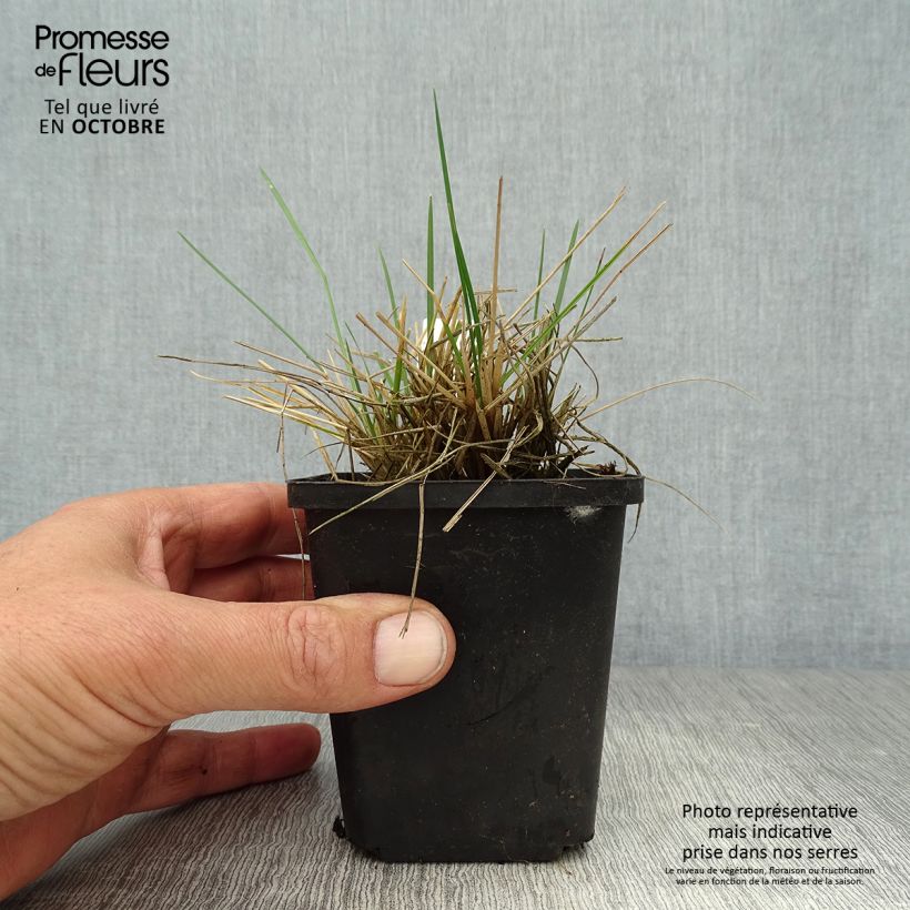 Spécimen de Deschampsia cespitosa Bronzeschleier - Canche cespiteuse Godet de 8/9 cm tel que livré en automne