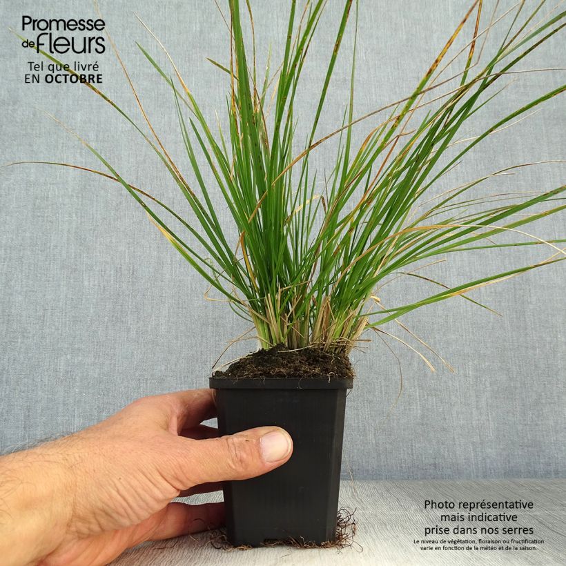 Spécimen de Deschampsia cespitosa - Canche cespiteuse Godet de 8/9 cm tel que livré en automne