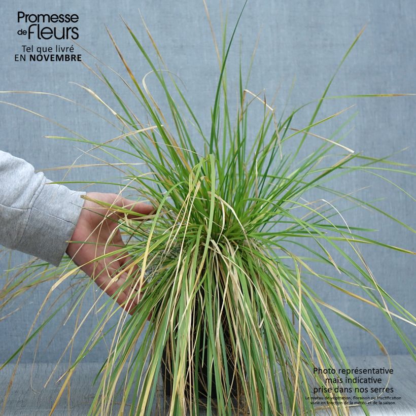 Spécimen de Deschampsia cespitosa - Canche cespiteuse Pot de 2L/3L tel que livré en automne