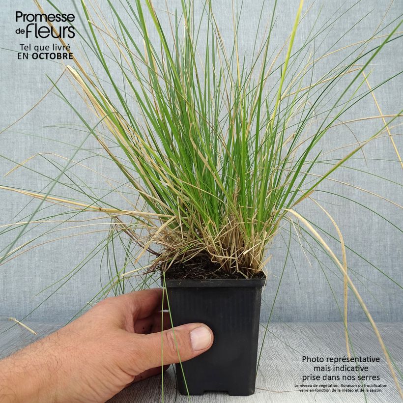 Spécimen de Deschampsia cespitosa Goldtau - Canche cespiteuse Godet de 8/9 cm tel que livré en automne