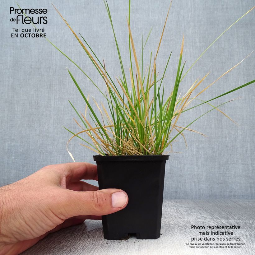 Spécimen de Deschampsia cespitosa Palava - Canche cespiteuse Godet de 8/9 cm tel que livré en automne