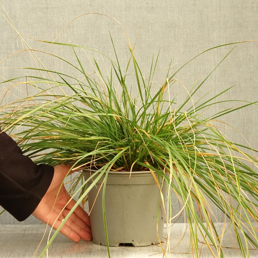 Spécimen de Deschampsia cespitosa Palava - Canche cespiteuse Pot de 3L/4L tel que livré en automne