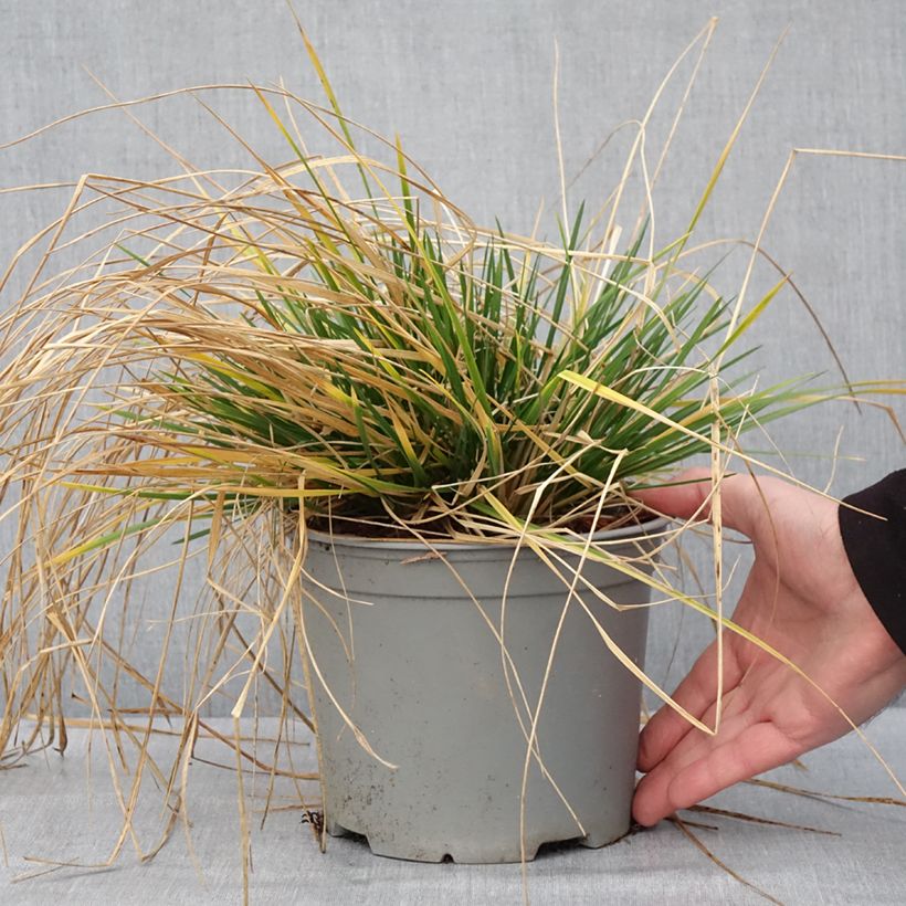 Spécimen de Deschampsia cespitosa Palava - Canche cespiteuse Pot de 3L/4L tel que livré en hiver