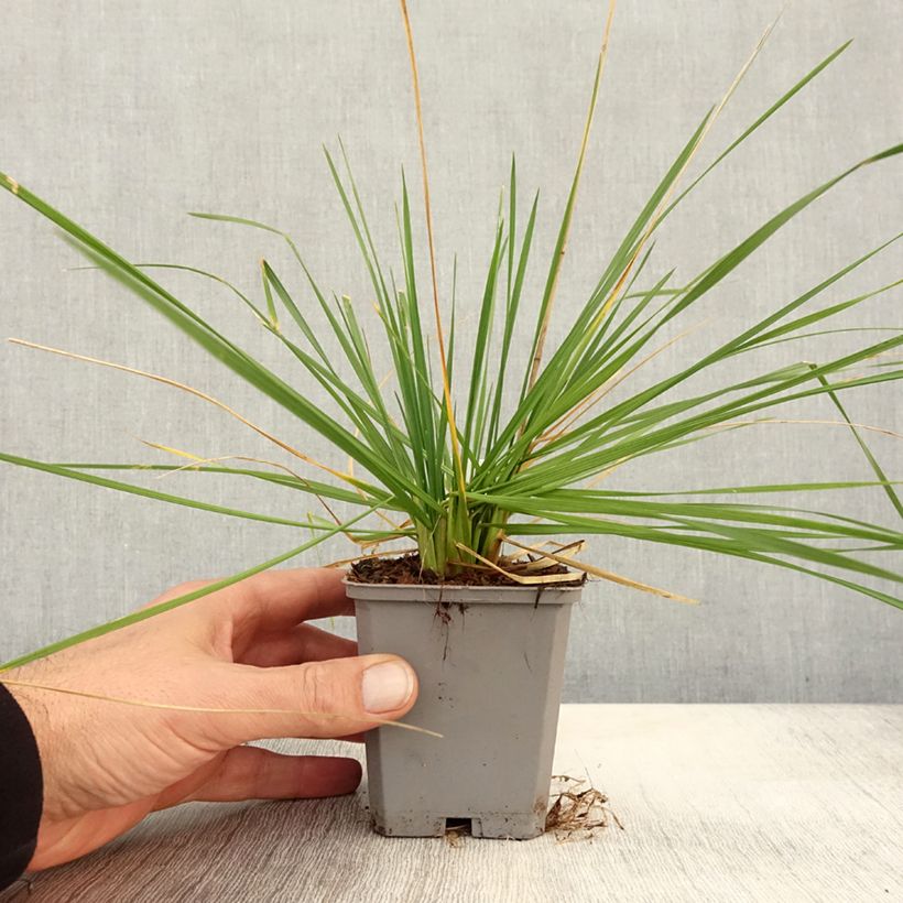 Spécimen de Deschampsia cespitosa Pixie Fountain - Canche cespiteuse Godet de 8/9 cm tel que livré en automne