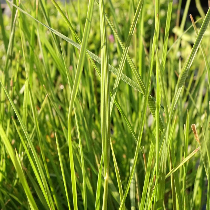 Deschampsia cespitosa Pixie Fountain - Canche cespiteuse (Feuillage)