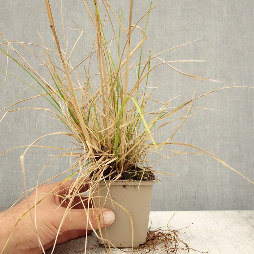 Spécimen de Deschampsia cespitosa Tardiflora - Canche cespiteuse  Godet de 8/9 cm tel que livré en automne