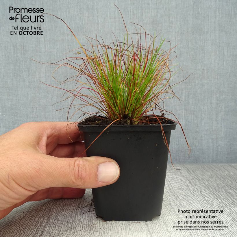 Spécimen de Deschampsia flexuosa - Canche flexible, flexueuse Godet de 8/9 cm tel que livré en automne