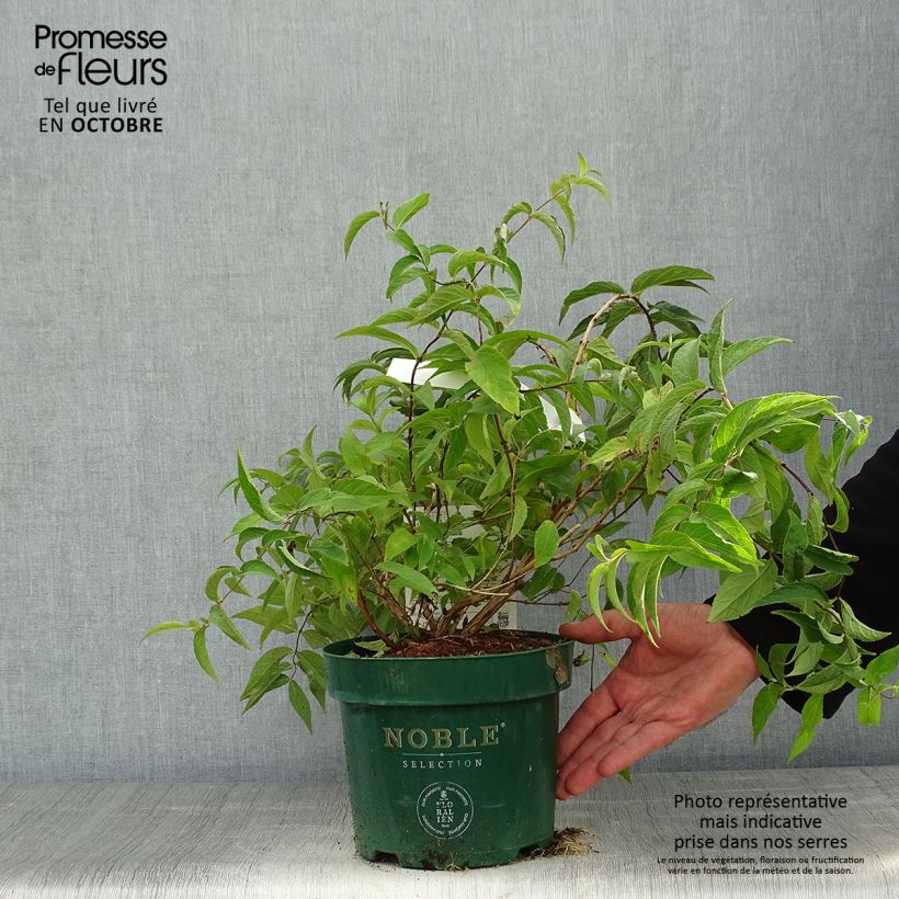 Spécimen de Deutzia compacta Lavender Time - Deutzie Pot de 3L/4L tel que livré en automne