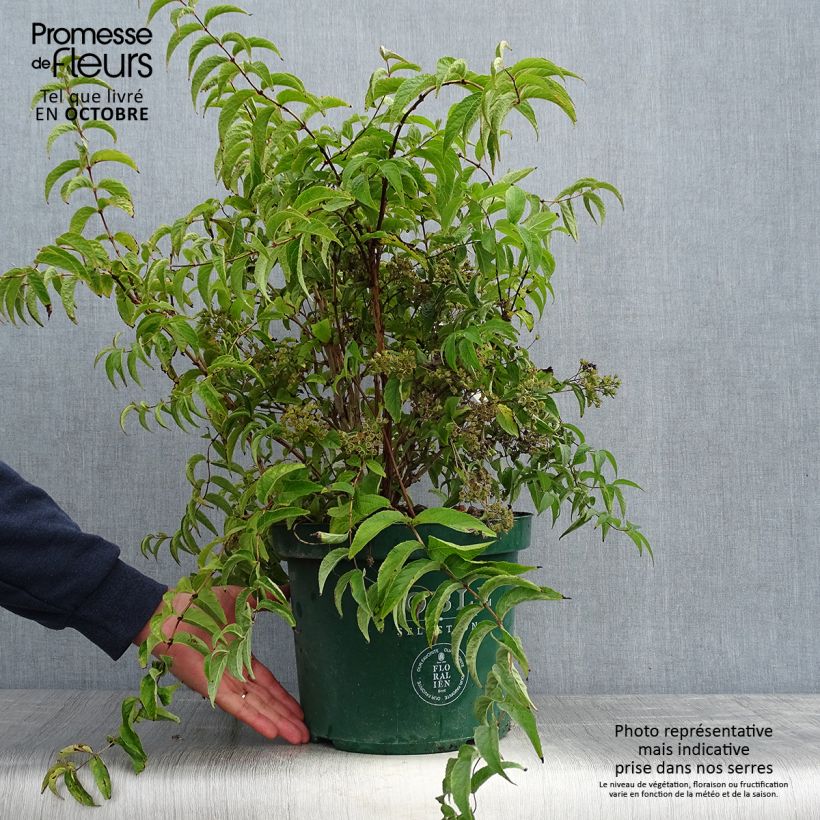 Spécimen de Deutzia compacta Lavender Time - Deutzie Pot de 7,5L/10L tel que livré en automne