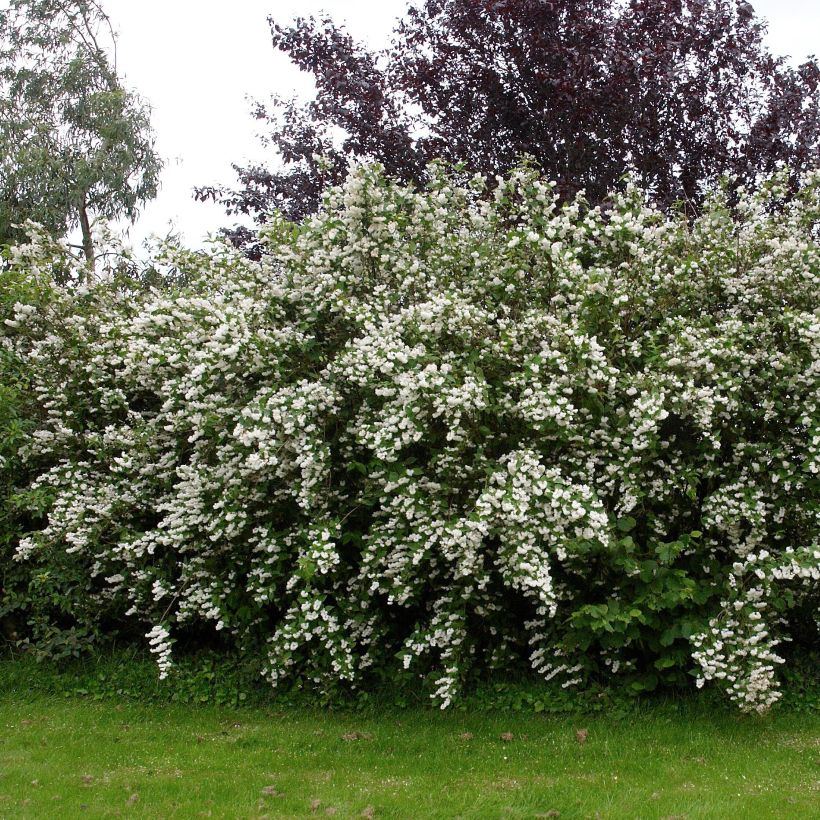 Deutzia crenata Pride of Rochester (Hábito)