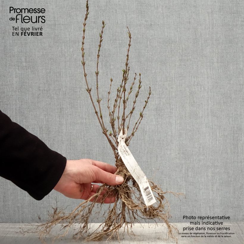 Deutzia gracilis Piante piccole a radice nuda esemplare consegnato in inverno