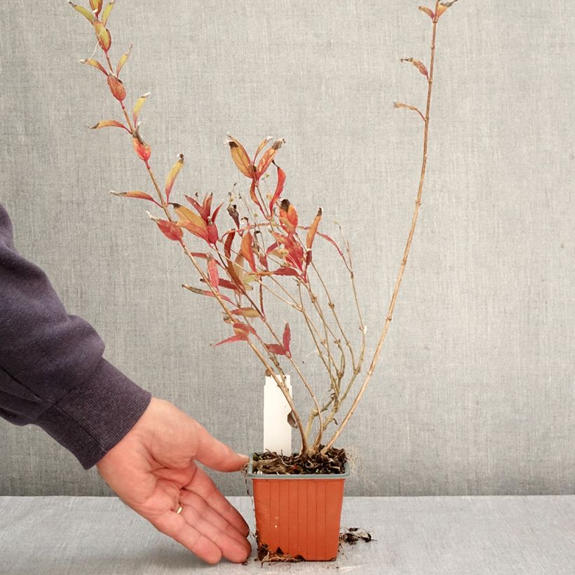 Spécimen de Deutzia gracilis - Deutzie Godet de 8/9 cm tel que livré en automne