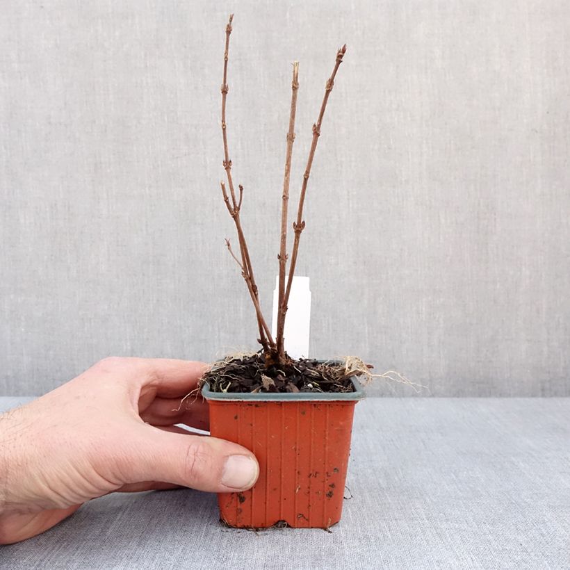 Spécimen de Deutzia gracilis - Deutzie Godet de 8/9 cm tel que livré en hiver