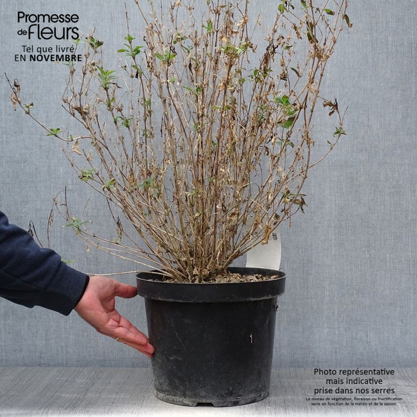 Spécimen de Deutzia gracilis Nikko Pot de 7,5L/10L tel que livré en automne