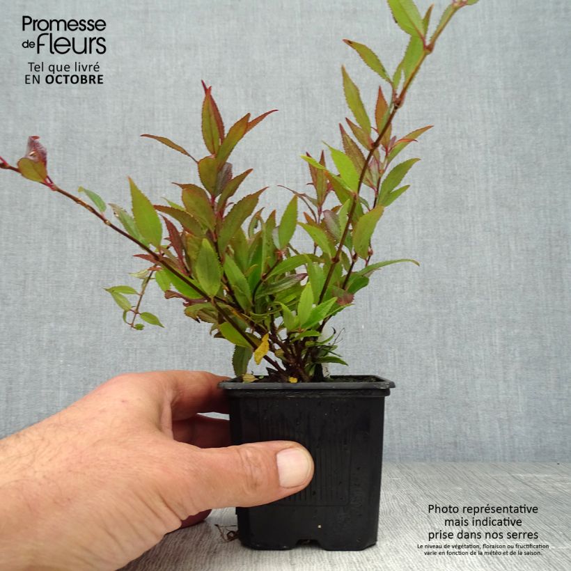 Spécimen de Deutzia gracilis Nikko Godet de 8/9 cm tel que livré en automne