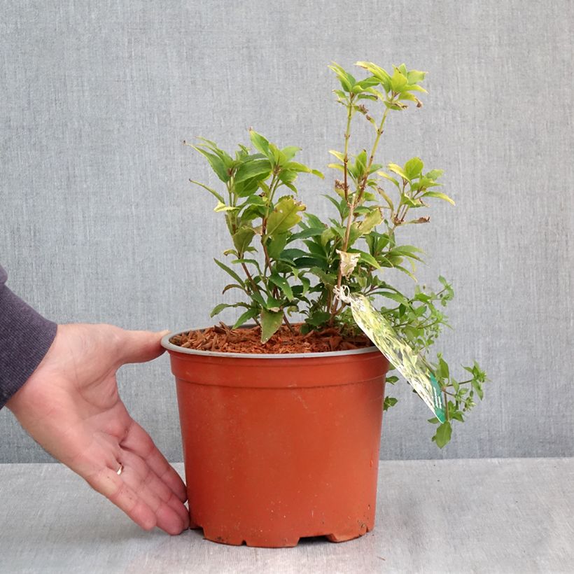 Spécimen de Deutzia gracilis Variegata Pot de 3L/4L tel que livré en automne