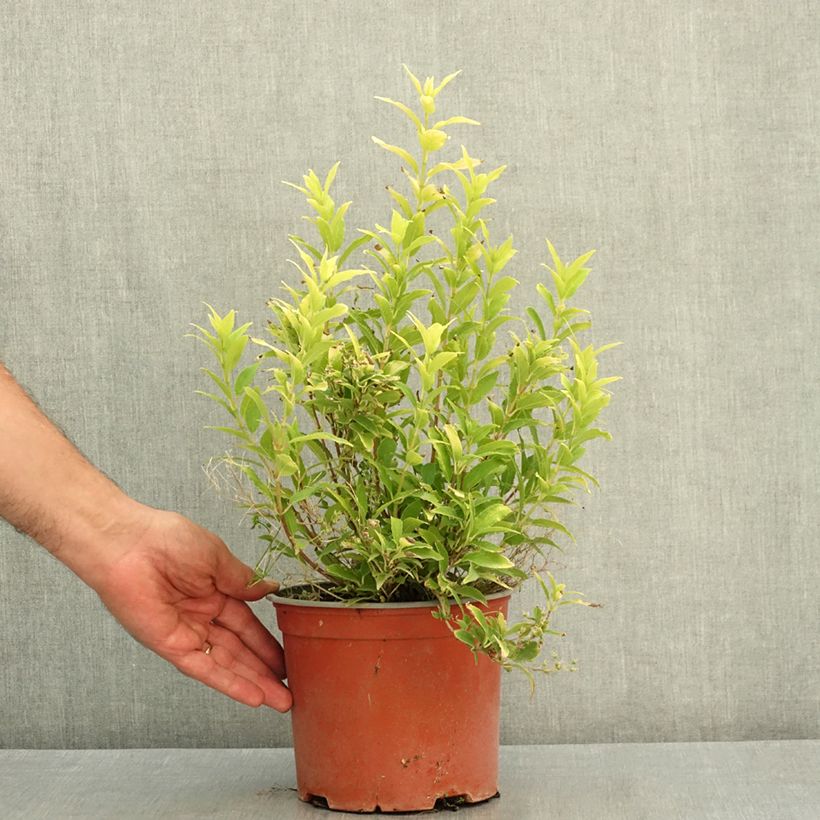 Spécimen de Deutzia gracilis Variegata Pot de 3L/4L tel que livré en été