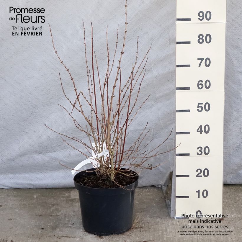Spécimen de Deutzia hybride Mont Rose - Deutzie Pot de 7,5L/10L tel que livré en hiver