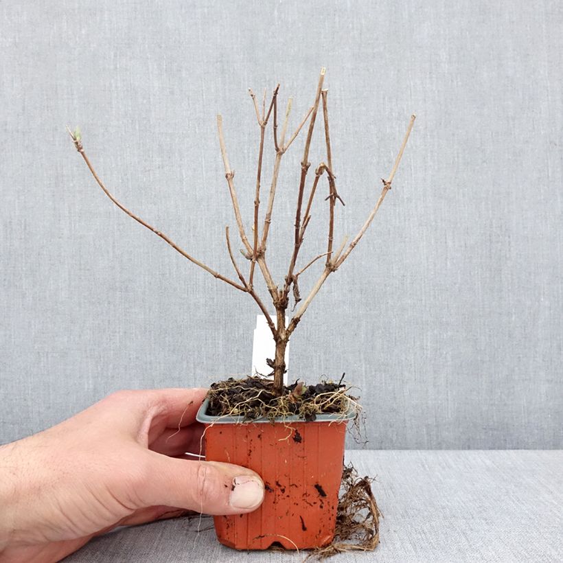 Spécimen de Deutzia hybride Mont Rose - Deutzie Godet de 8/9 cm tel que livré au printemps