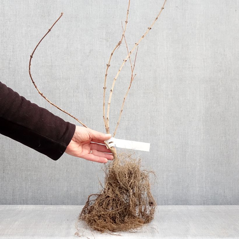 Spécimen de Deutzia hybride Mont Rose - Deutzie Racines nues tel que livré en hiver