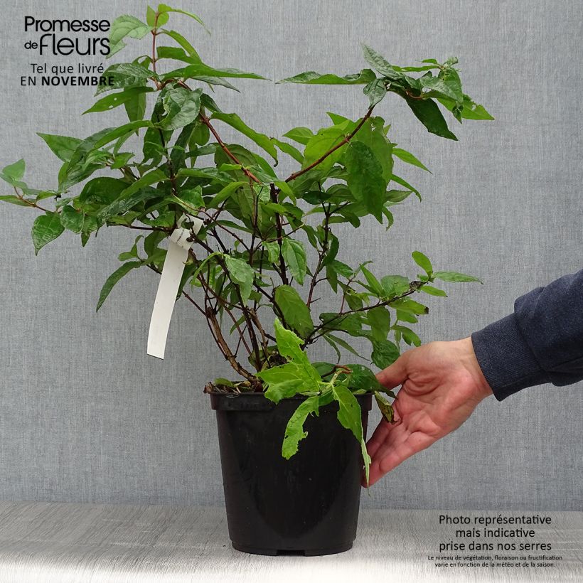 Spécimen de Deutzia hybride Raspberry Sundae - Deutzie Pot de 3L/4L tel que livré en automne