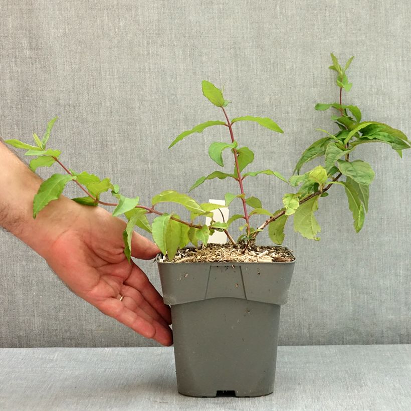 Spécimen de Deutzia hybride Raspberry Sundae - Deutzie Pot de 2L/3L tel que livré en été
