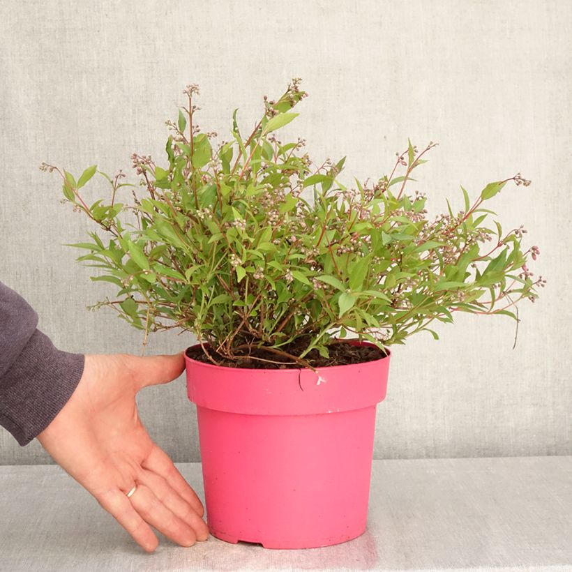 Spécimen de Deutzia Million Stars Pink Carpet Pot de 3L/4L tel que livré au printemps