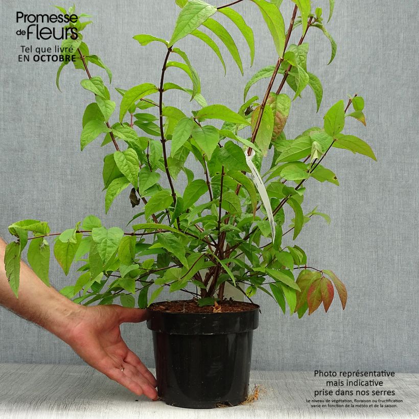 Spécimen de Deutzia Perle Rose - Deutzie Pot de 3L/4L tel que livré en automne