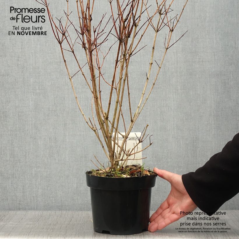 Spécimen de Deutzia pulchra Pot de 2L/3L tel que livré en automne
