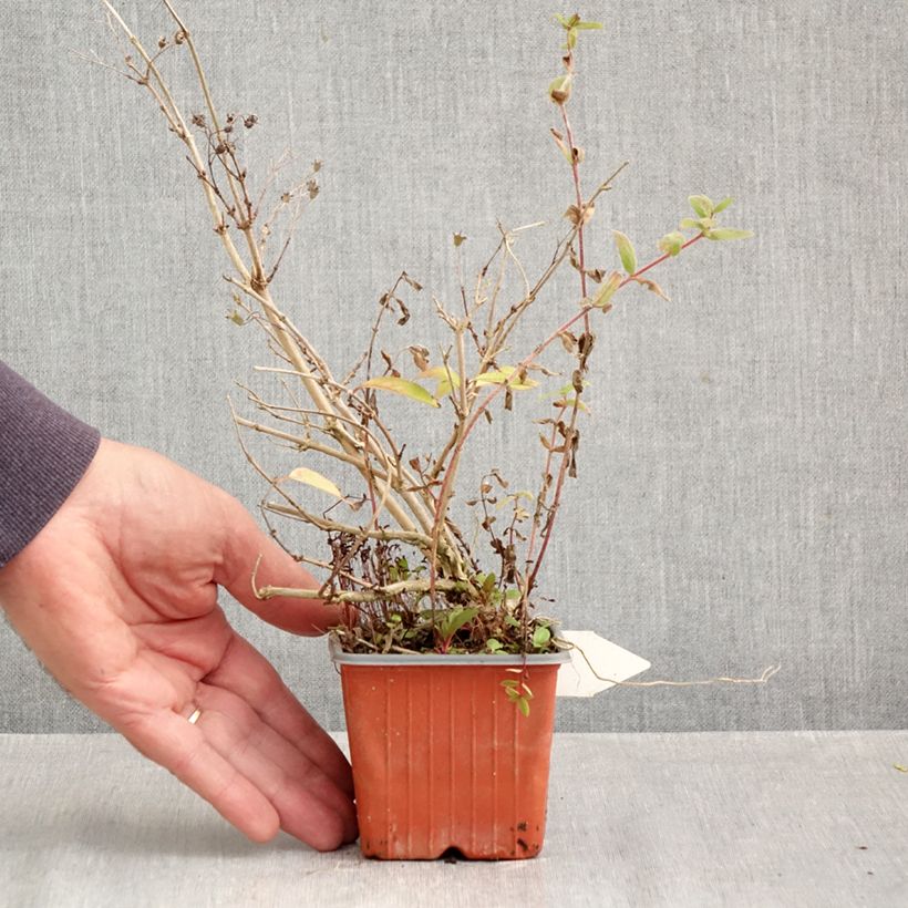 Spécimen de Deutzia purpurascens Kalmiiflora - Deutzie Godet de 8/9 cm tel que livré en automne