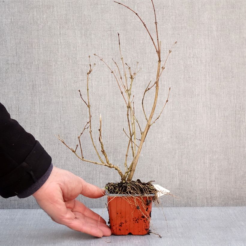 Spécimen de Deutzia purpurascens Kalmiiflora - Deutzie Godet de 8/9 cm tel que livré en hiver